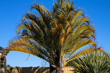 10 TRIANGLE PALM TREE Dypsis Decaryi Rare Tropical from Madagascar Seeds